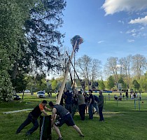 Stavění máje - 30/4/2025